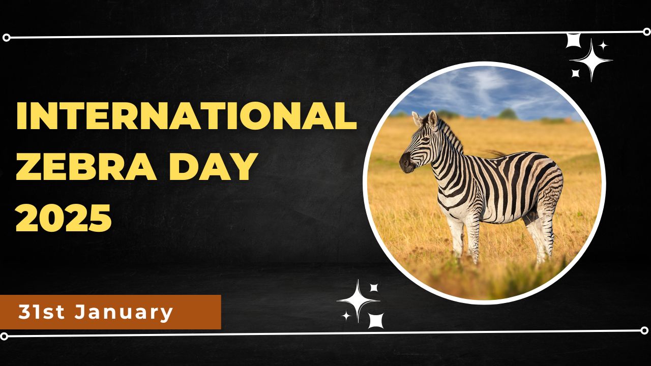 International Zebra Day 2025