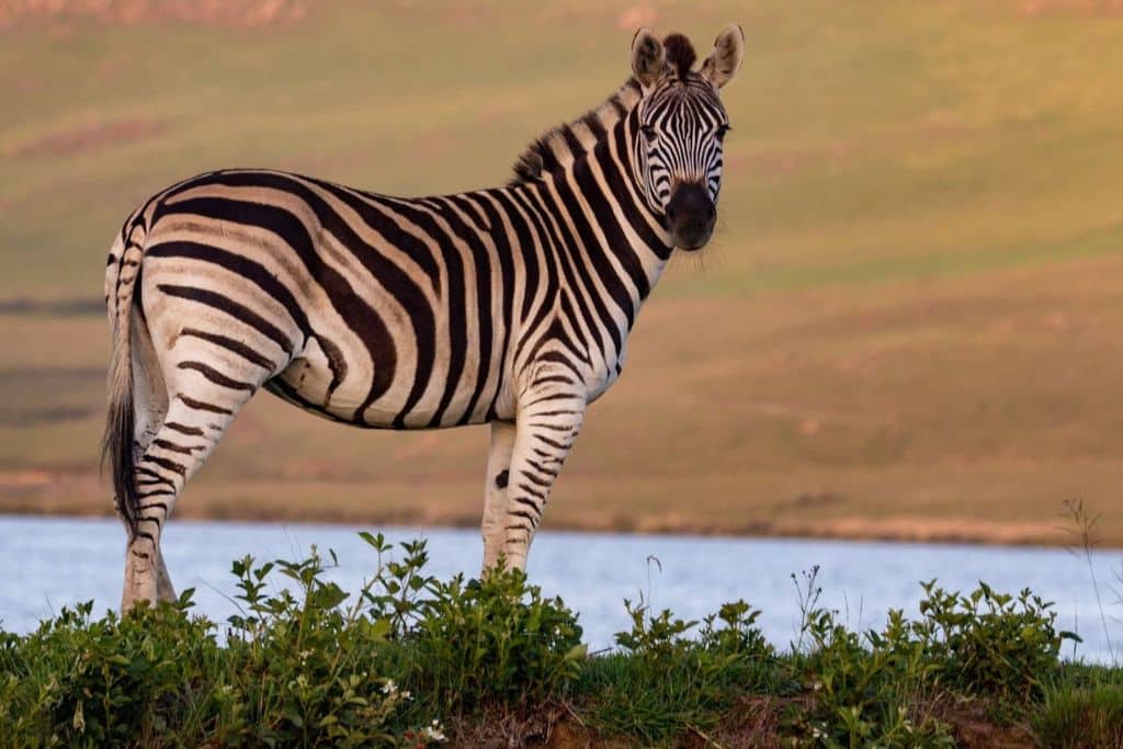 International Zebra Day 2025