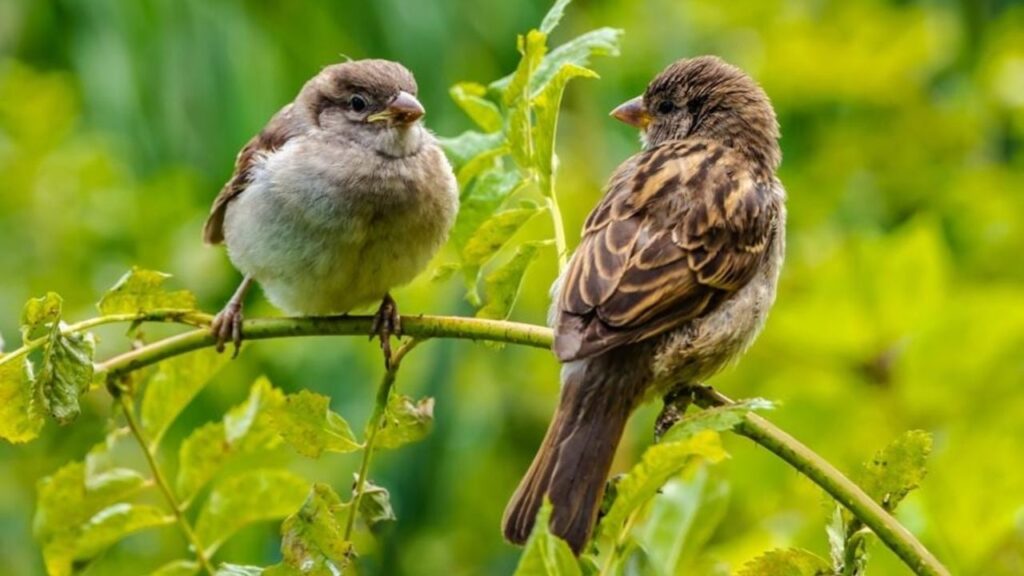 World Sparrow Day 2025 In Hindi