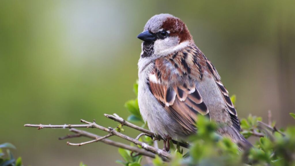 World Sparrow Day 2025 In Hindi