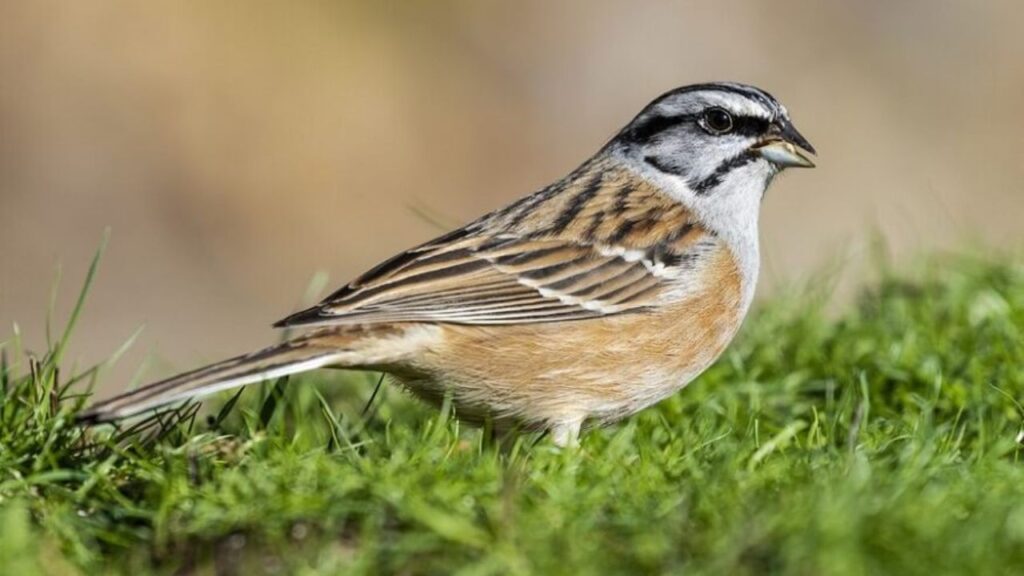 World Sparrow Day 2025 In Hindi