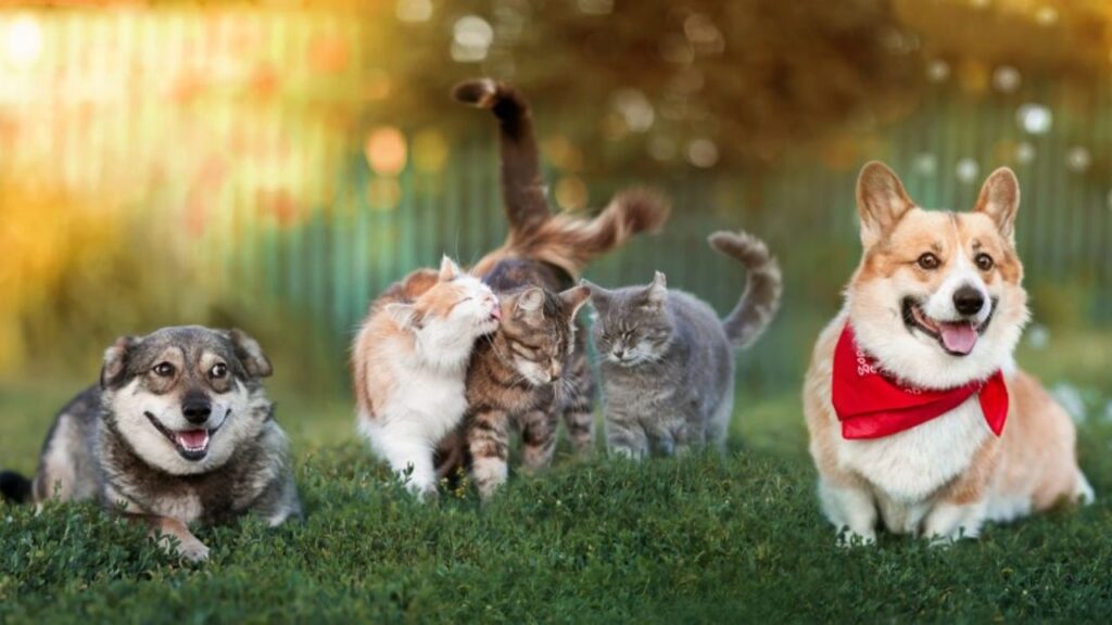 National Pet Day 2025 In Hindi